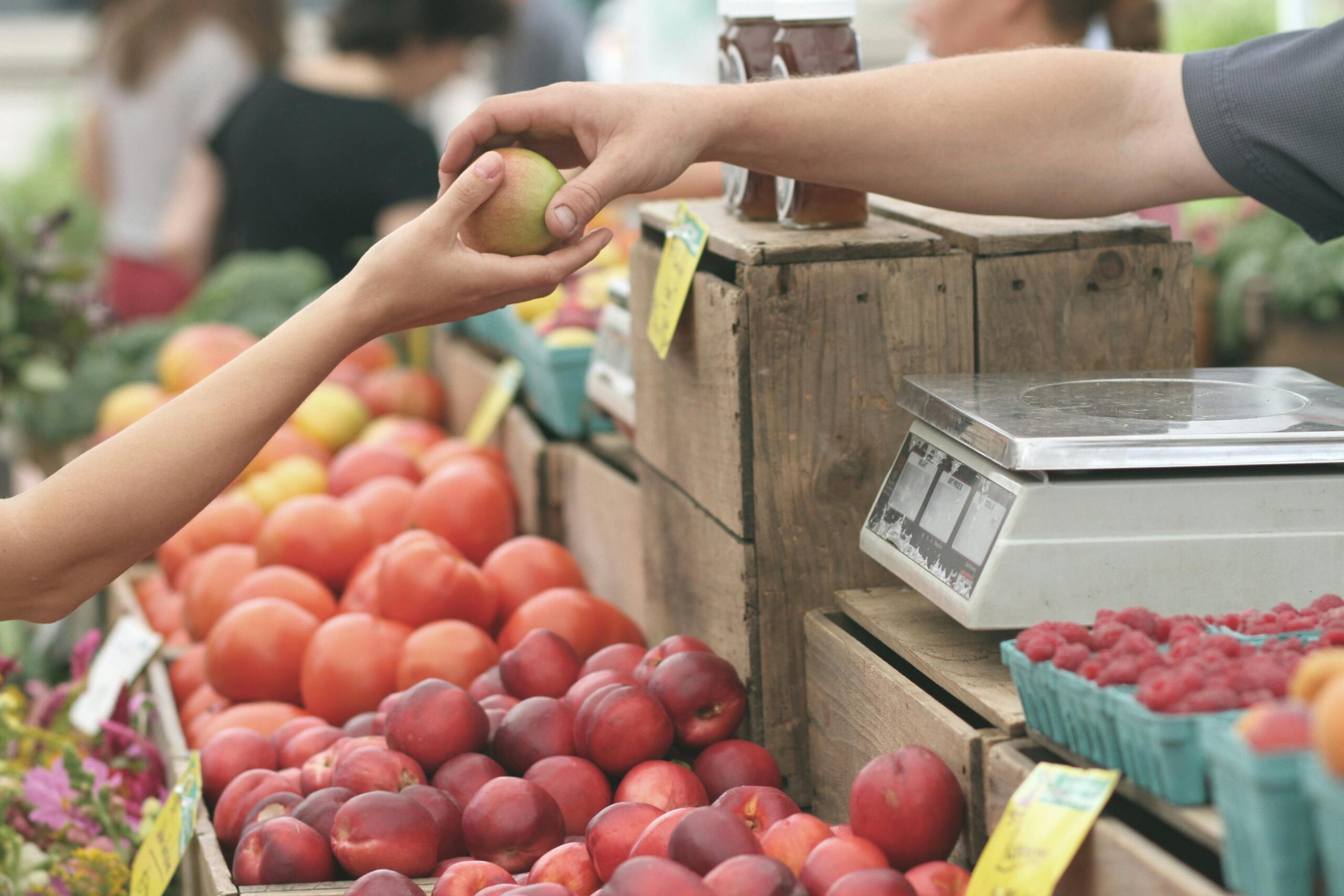 Bringing Sustainability to the Collective Table through Public Food Procurement – Policy Brief